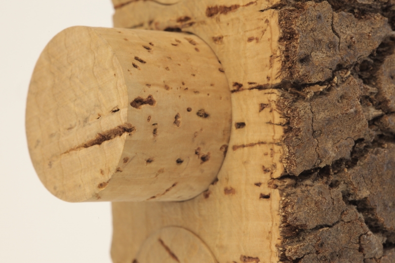 Materials Up Close & Personal: CORK